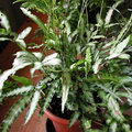 Table Fern